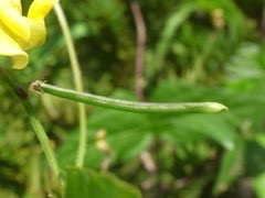 Vigna angularis Adzuki Bean Vigna angularis Adzuki Bean